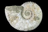 Huge, Tractor Ammonite (Douvilleiceras) Fossil - Madagascar #142946-2